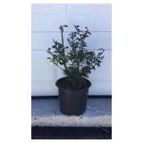 Holly Blue Prince /Princess Combo