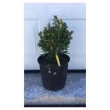 Green Velvet Boxwood