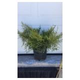 Saybrook Gold Juniper