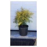 Gold Mop Cypress