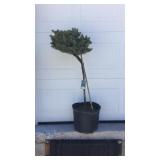 Blue Globe Spruce