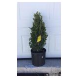 Green Mountain Boxwood