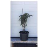 Weeping Blue Spruce