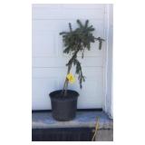 Weeping Blue Spruce