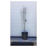 Double Flowering Purple Althea