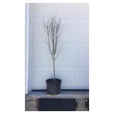 Althea Tree Form Red