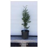 Green Giant Arborvitae