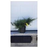 Gray Owl Juniper