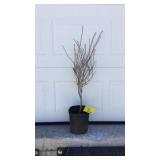 Silver Dollar Hydrangea