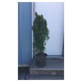 Emerald Green Arborvitae