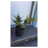 Saybrook Gold juniper Topiary