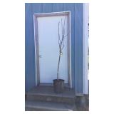 Yellow Delicious Apple Tree