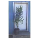 Green Giant Arborvitae