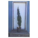 Degroot Spike Arborvitae