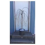 Snow Fountain Cherry