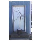 Japanese Weeping Cherry Tree