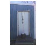 Forest Pansy Redbud Tree