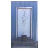 Chinese Dogwood Tree