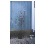 Pink Flowering Cranberry Tree