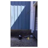 Corkscrew Willow Tree