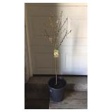 Red Heaven Peach Tree