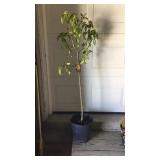 Kieffer  Pear Tree