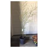 Clump River Brich Tree