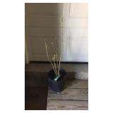 Old Fashioned Purple Lilac Bush