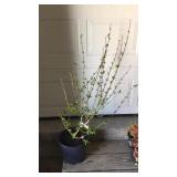 Forsythia Lynwood Gold