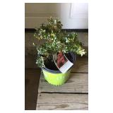 The Apricot Drift Rose