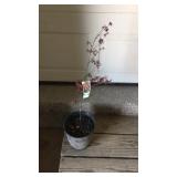 Cutleaf Red Japanese Maple Tree