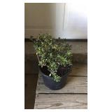 Azalea Girard Pleasant White