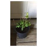 Hydrangea Nikko Blue