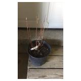 Dogwood Cardinal Redtwig