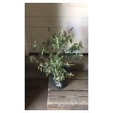 Butterfly Bush White Profusion