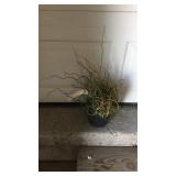 Juncus Effusus Big Twister