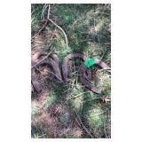 Horse Shoes (4)