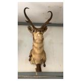 Antelope Antelope