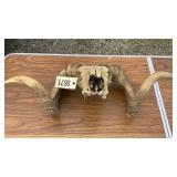 Ram Horns Ram Horns