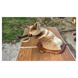 Antelope Antelope