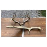 Antlers Antlers