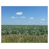 Tract 5 - 79.43 Acres