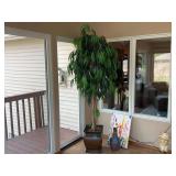 Ficus Tree in Decorative Planter