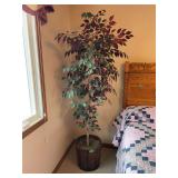 Ficus Tree in Wooden Barrel