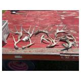 Collection of Assorted Deer Antlers