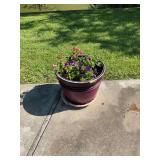 Large Purple Planter Pots with Live Flowers