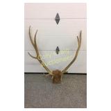 Elk Antlers