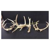 Deer antlers