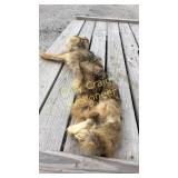 Coyote skin