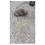 Concrete buffalo yard decor 7.5" tal